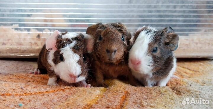 Морская свинка