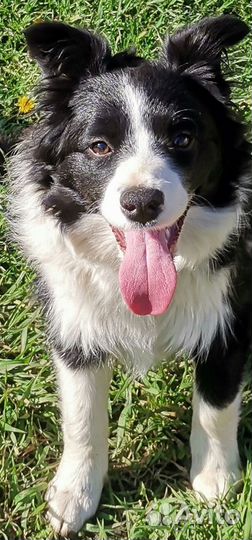 Бордер Колли