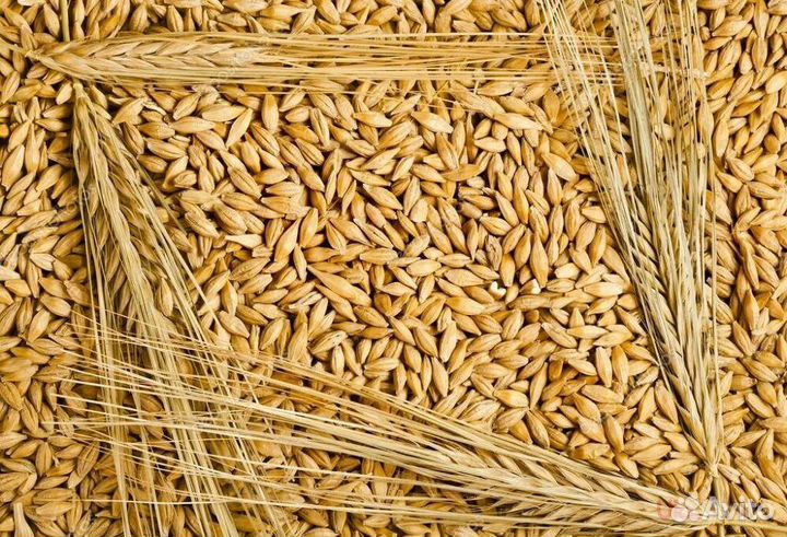Зерно ячмень