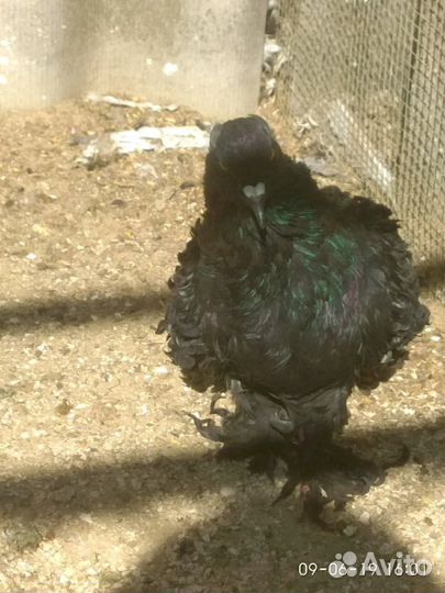 Голуби Кучерявые