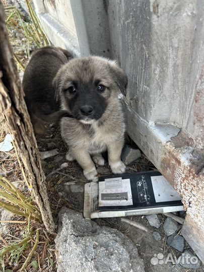 Щенки в добрве руки