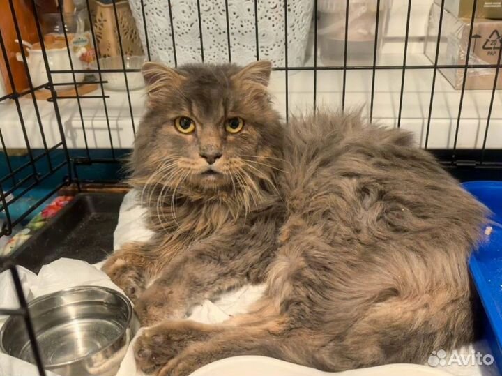 Котик в добрые руки