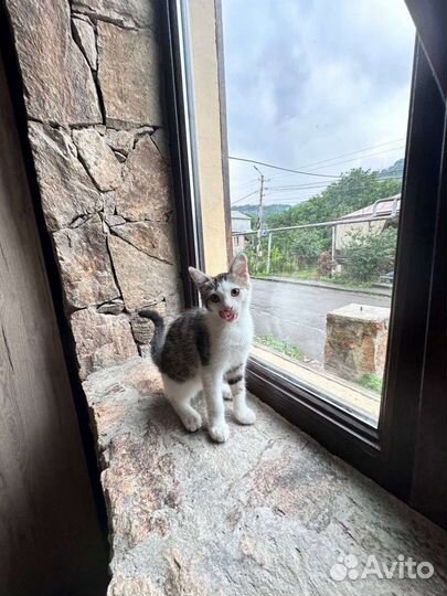 Кошка в дар бесплатно