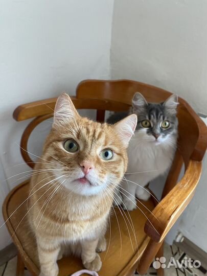 Кошка и кот