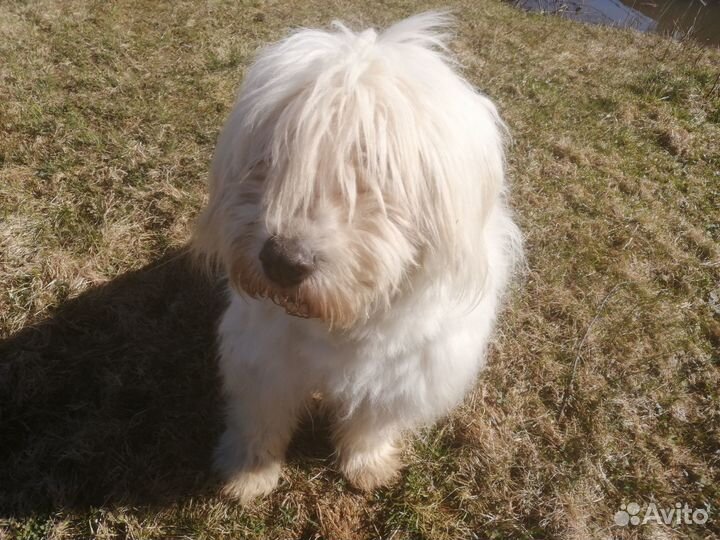 Отдам даром бесплатно