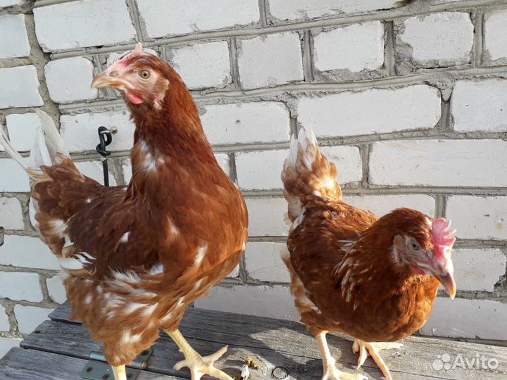 Куры молодки