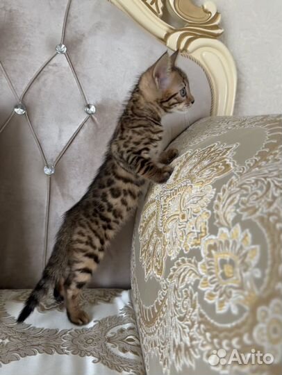 Бенгальские котята