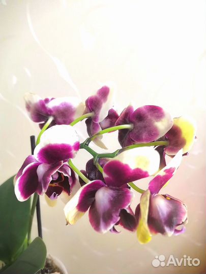 Орхидея фаленопсис мультифлора пелор