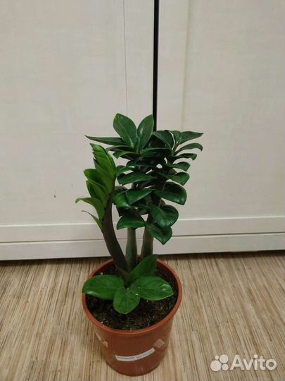 Замиокулькас Зензи