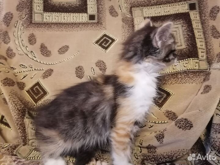 Котятя кошечки в добрые руки