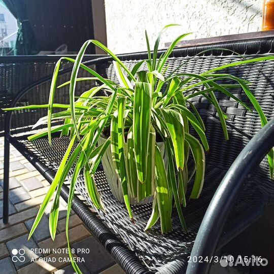 Хлорофитум