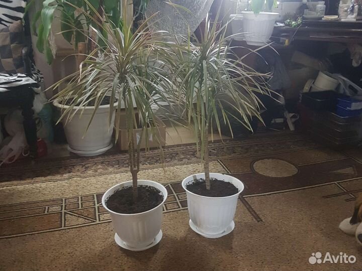 Драцена мажента