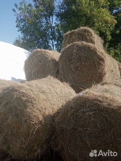 Сено в рулонах