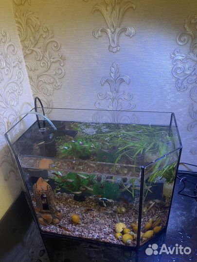 Аквариум