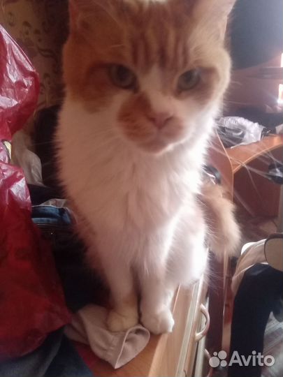 Кот британец, кошка мейн кун