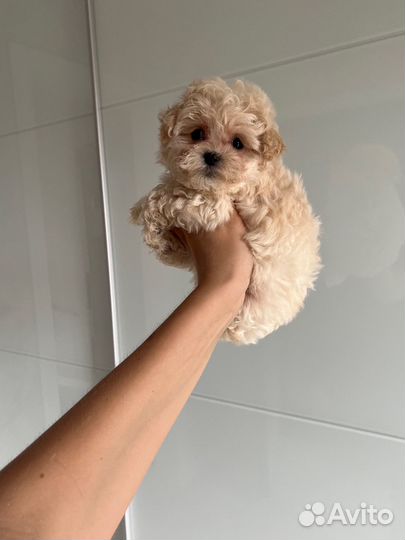 Мальтипу ф1 micro микро мальчик Жемчуг/беж