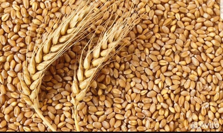 Продам пшеницу