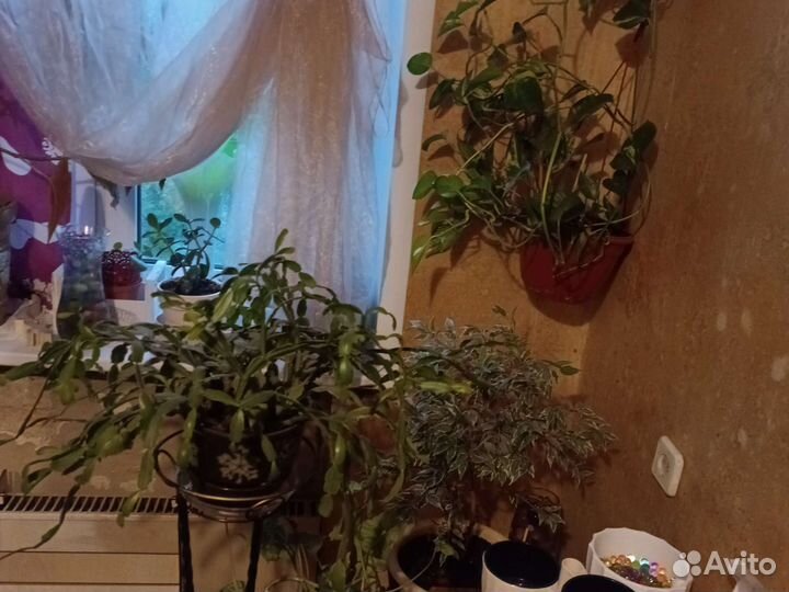 Цветок декабрист