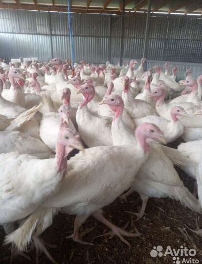 Индюки и индюки