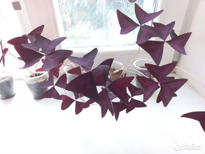 Кислица оксалис фиолетовая и зеленая