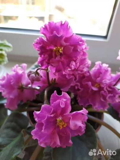 Фиалка богиня красоты