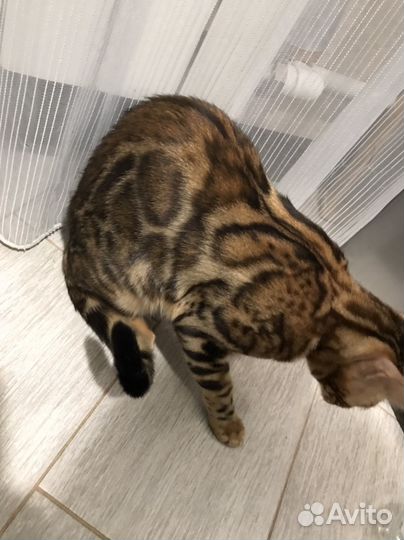 Бенгальские кошечка