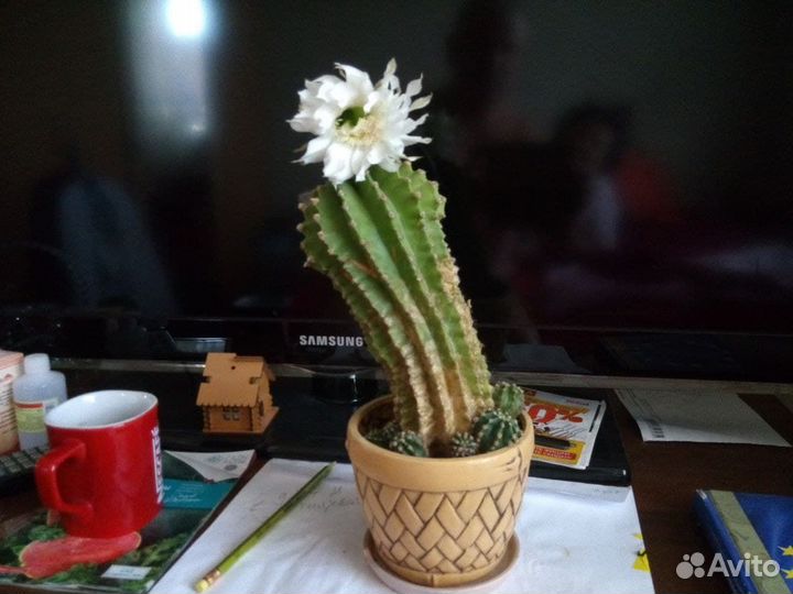 Кактус цветущий