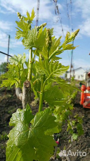 Саженец винограда привитой Сира, Саперави, Солярис