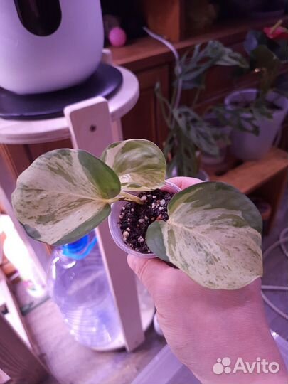 Сциндапсусы и эпипремнумы в ассортименте