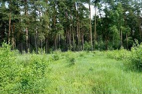 Участок 31 сот. (ИЖС)