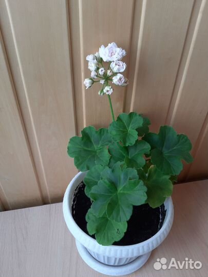 Пеларгония Леди Гертруда