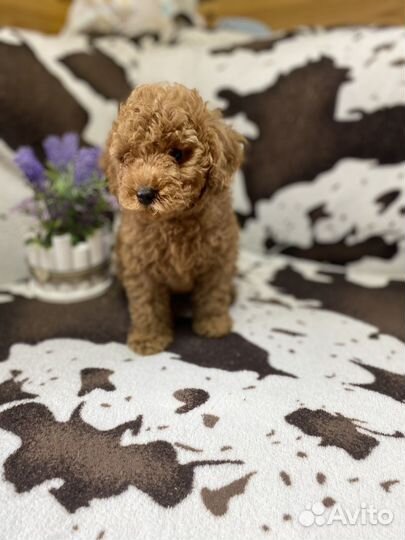 Щенки той пуделя мальчик