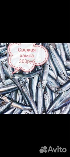 Хамса свежая