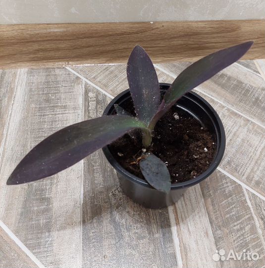 Продам цветы комнатные