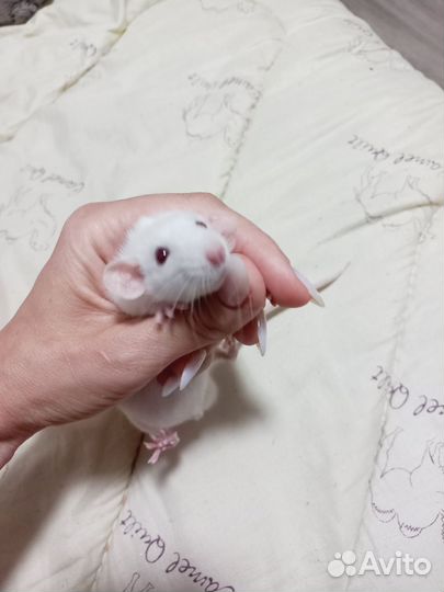 Крыски Дамбо