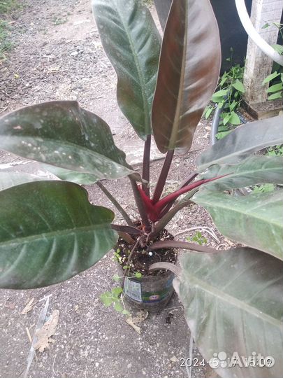 Филодендрон империал ред