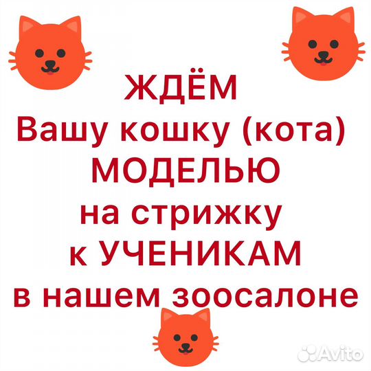 Стрижка кошек и котов учениками