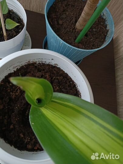 Излишки растений