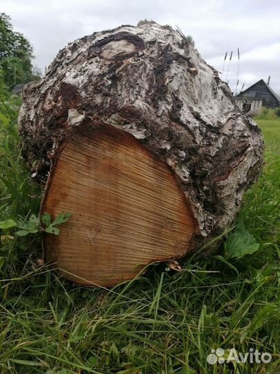 Сувель березовый