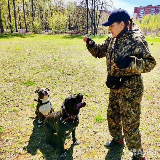 Дрессировка собак