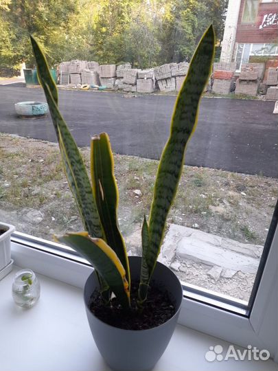 Щучий хвост