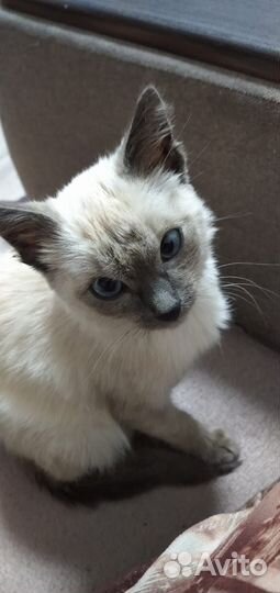 Отдам котенка в добрые руки