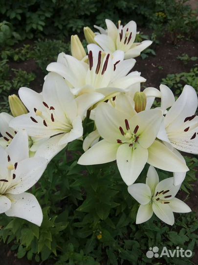 Лилии луковицы