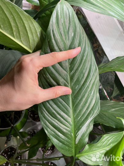 Спатифиллум diamond