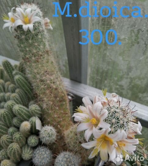 Кактусы и суккуленты