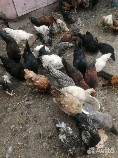 Молодые петушки