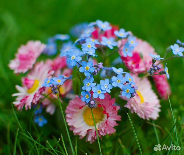 Ирисы японские, незабудки, маргаритки