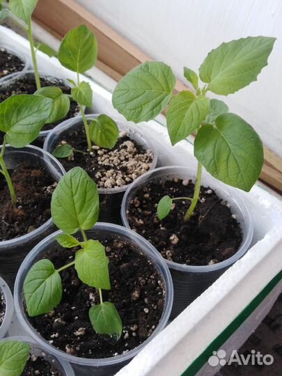 Рассада физалиса земляничного