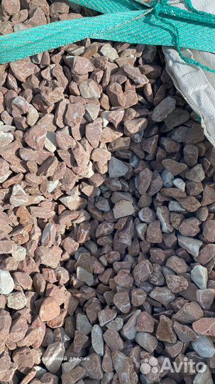 Крошка галтованная