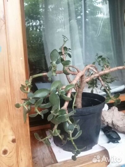 Денежное дерево толстянка большое